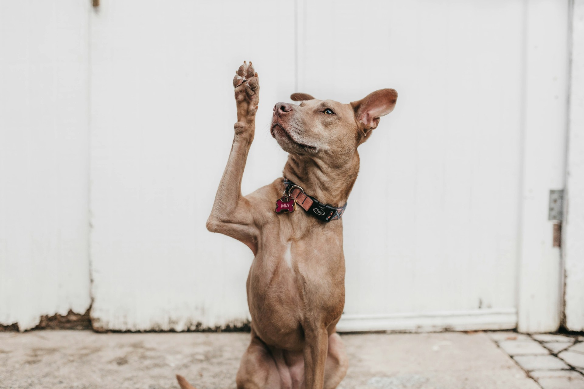 A happy dog raising its paw for a high-five